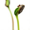 The Parable Of The Planter