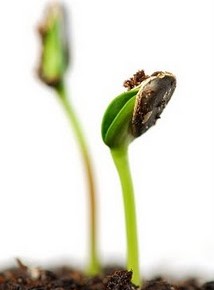The Parable Of The Planter